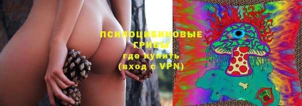прущие грибы Новозыбков